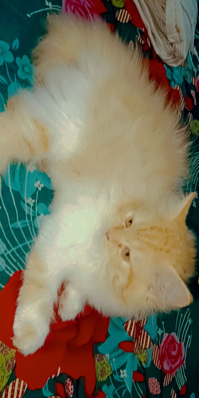 Pet image – gallery view